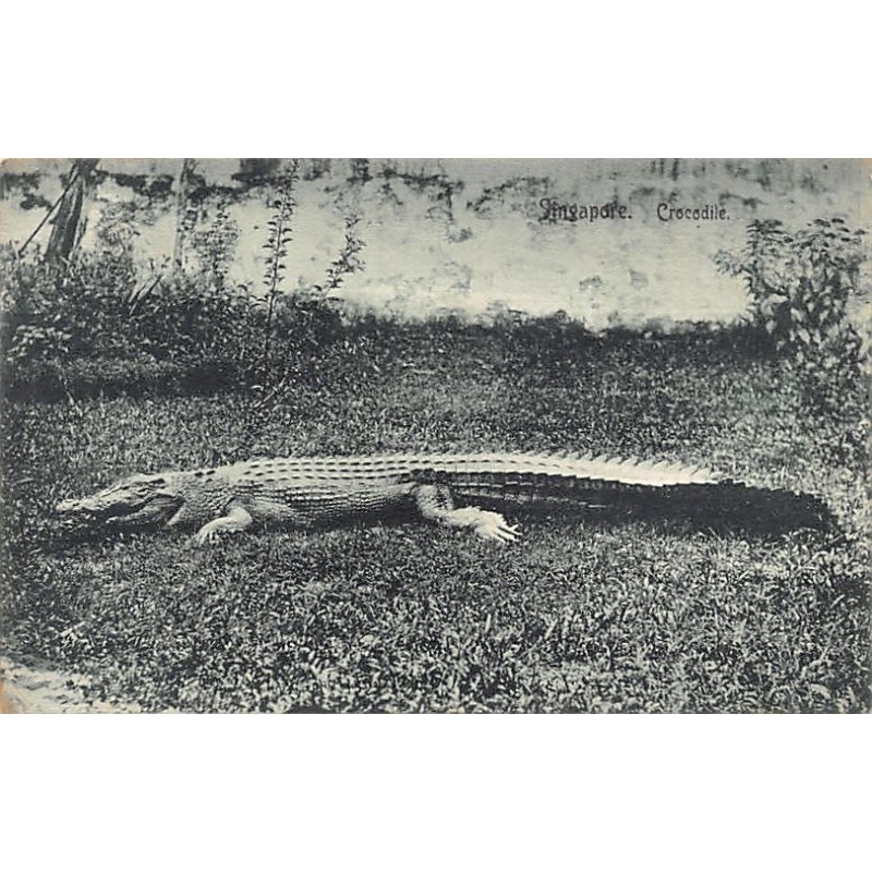 Rare collectable postcards of SINGAPORE. Vintage Postcards of SINGAPORE