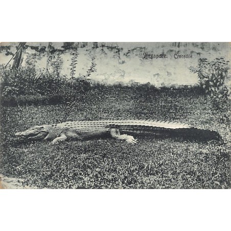 Rare collectable postcards of SINGAPORE. Vintage Postcards of SINGAPORE