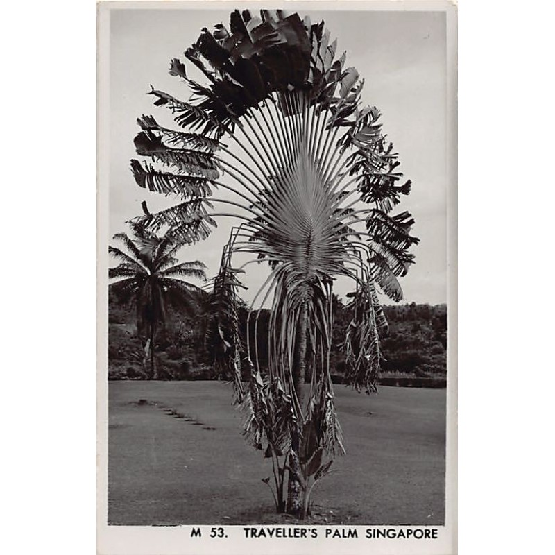 Rare collectable postcards of SINGAPORE. Vintage Postcards of SINGAPORE