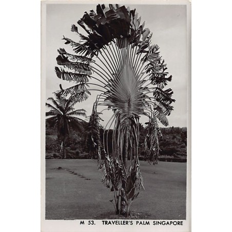 Rare collectable postcards of SINGAPORE. Vintage Postcards of SINGAPORE