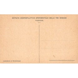 Rare collectable postcards of ITALIA Italy. Vintage Postcards of ITALIA Italy