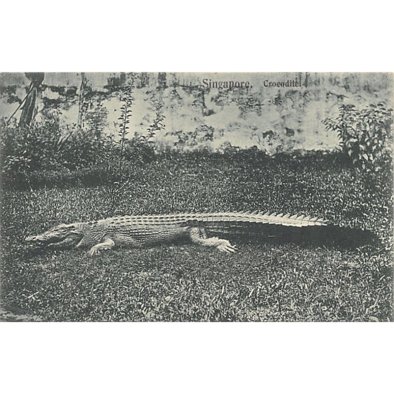 Rare collectable postcards of SINGAPORE. Vintage Postcards of SINGAPORE