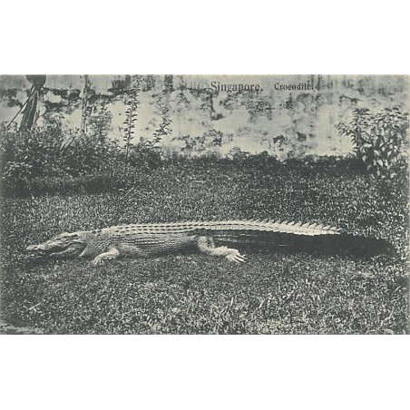 Rare collectable postcards of SINGAPORE. Vintage Postcards of SINGAPORE