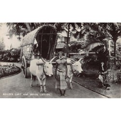 SRI LANKA - Bullock cart...