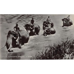 SRI LANKA - Ceylon elephants fording a river - Publ. Plâté Ltd. 42