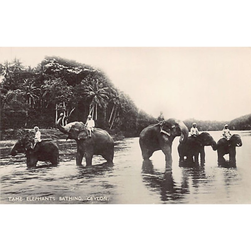 SRI LANKA - COLOMBO - Tame elephants bathing - Publ. Plâté Ltd. 39