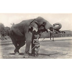 SRI LANKA - Temple Elephant - Publ. Plâté Ltd. 40