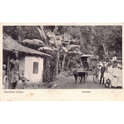SRI LANKA - Plantation...