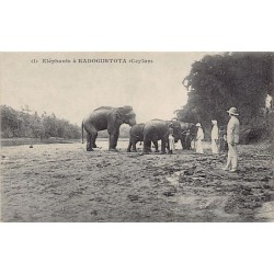 SRI LANKA - Elephants in...