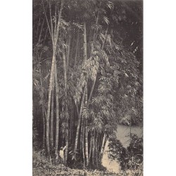 SRI LANKA - Giant Bamboos,...