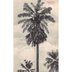 SRI LANKA - Talipot Palm in Flower - Publ. Plâté & Co. 177