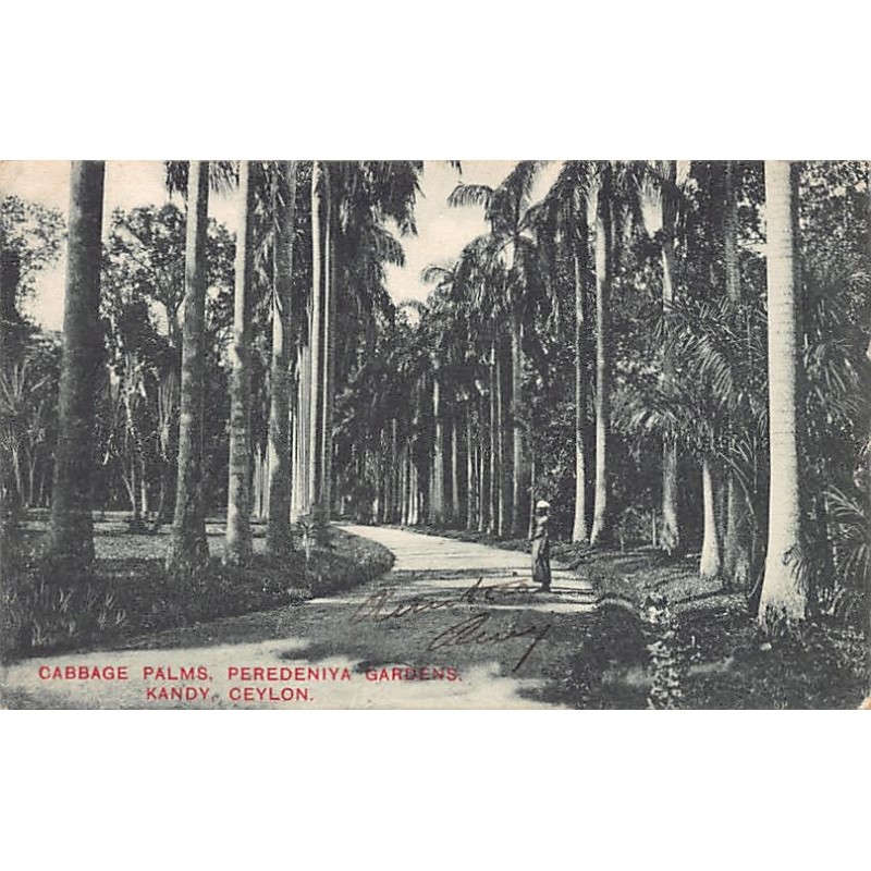Sri Lanka - KANDY - Cabbage Palms, Peredeniya Gardens - Publ. Plâté & Co.