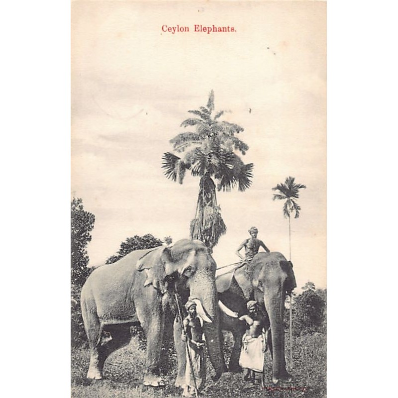 Rare collectable postcards of SRI LANKA. Vintage Postcards of SRI LANKA