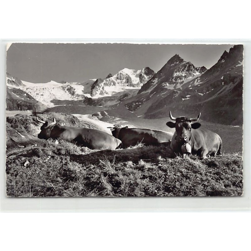 Rare collectable postcards of SWITZERLAND Suisse Schweiz Svizzera. Vintage Postcards of SWITZERLAND Suisse Schweiz Svizzera