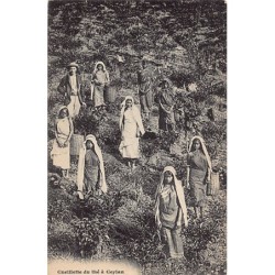 Rare collectable postcards of SRI LANKA. Vintage Postcards of SRI LANKA