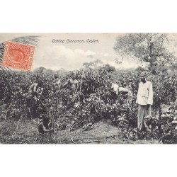 Rare collectable postcards of SRI LANKA. Vintage Postcards of SRI LANKA