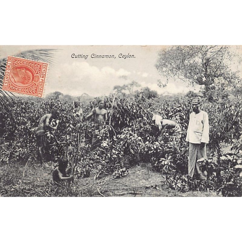 Rare collectable postcards of SRI LANKA. Vintage Postcards of SRI LANKA