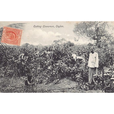 Rare collectable postcards of SRI LANKA. Vintage Postcards of SRI LANKA