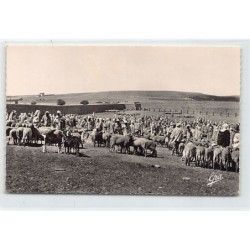 Rare collectable postcards of ALGERIA Algérie. Vintage Postcards of ALGERIA Algérie