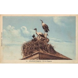 Rare collectable postcards of ALGERIA Algérie. Vintage Postcards of ALGERIA Algérie