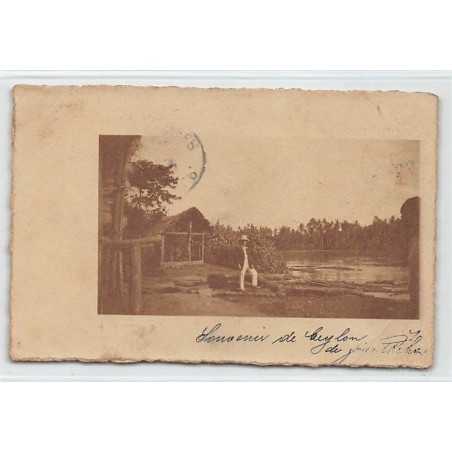 Rare collectable postcards of SRI LANKA. Vintage Postcards of SRI LANKA