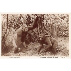 Rare collectable postcards of CAMEROON. Vintage Postcards of CAMEROON
