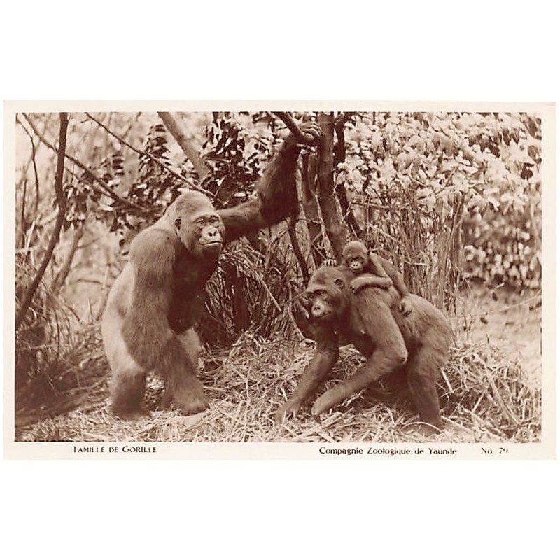 Rare collectable postcards of CAMEROON. Vintage Postcards of CAMEROON