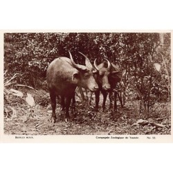 Rare collectable postcards of CAMEROON. Vintage Postcards of CAMEROON