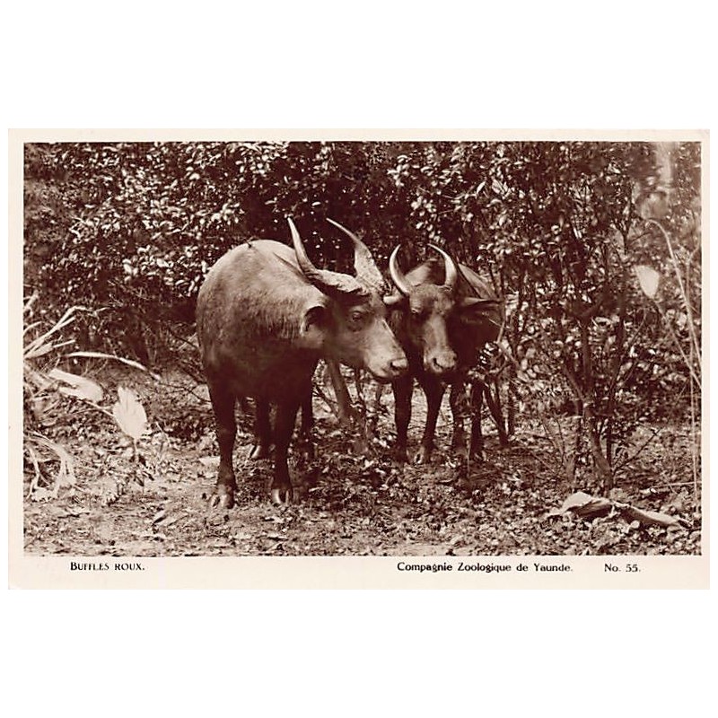 Rare collectable postcards of CAMEROON. Vintage Postcards of CAMEROON