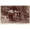 Rare collectable postcards of CAMEROON. Vintage Postcards of CAMEROON