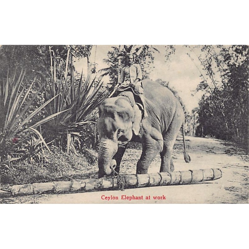 Rare collectable postcards of SRI LANKA. Vintage Postcards of SRI LANKA