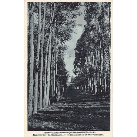 Rare collectable postcards of MOZAMBIQUE. Vintage Postcards of MOZAMBIQUE