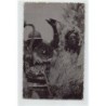 Rare collectable postcards of SENEGAL. Vintage Postcards of SENEGAL