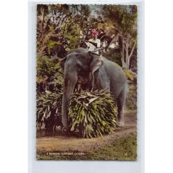 Rare collectable postcards of SRI LANKA. Vintage Postcards of SRI LANKA