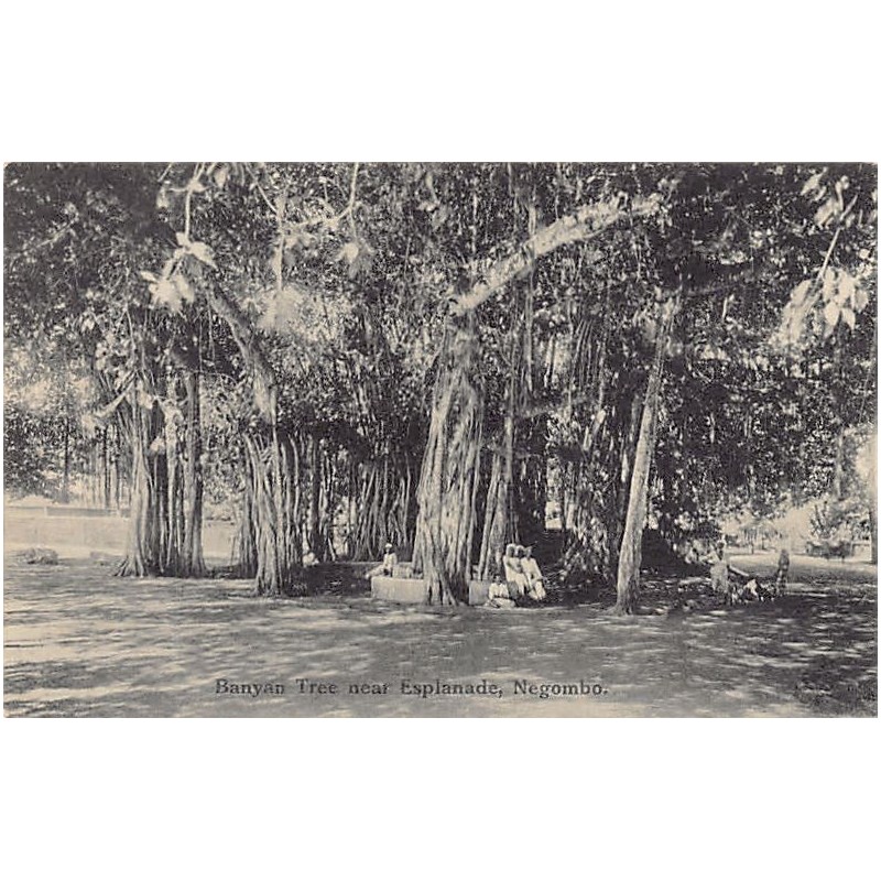 Rare collectable postcards of SRI LANKA. Vintage Postcards of SRI LANKA