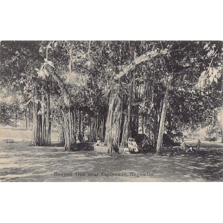 Rare collectable postcards of SRI LANKA. Vintage Postcards of SRI LANKA