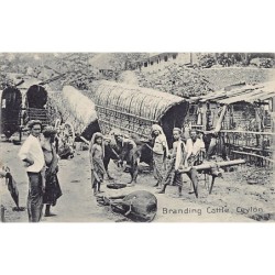 Rare collectable postcards of SRI LANKA. Vintage Postcards of SRI LANKA