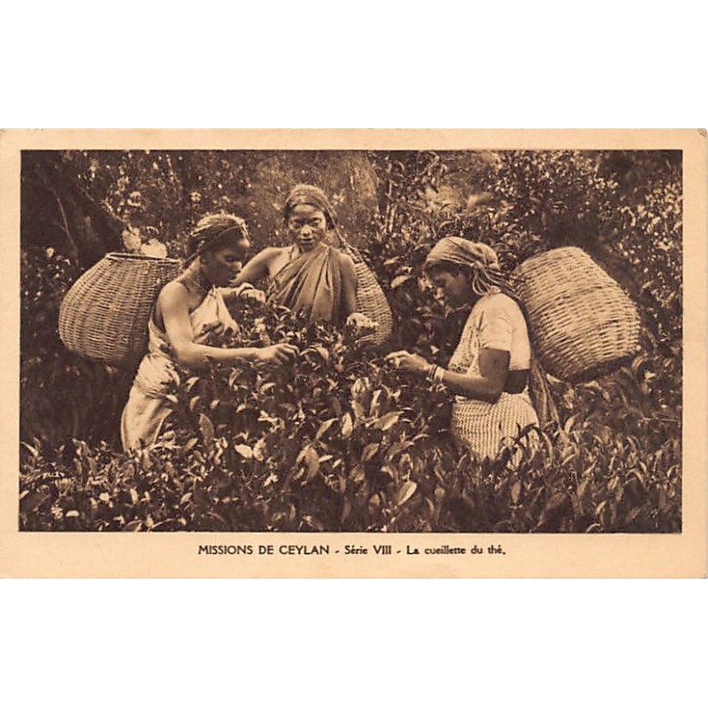 SRI LANKA - Missions of Ceylon - Tea picking - Publ. Missionnaires Oblats de Marie-Immaculée - Série VIII
