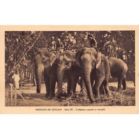 SRI LANKA - Missions of Ceylon - The captured elephant - Publ. Missionnaires Oblats de Marie-Immaculée - Série IX