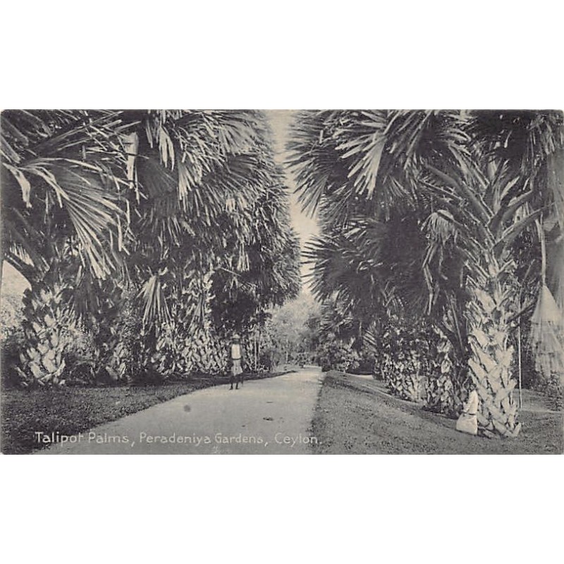 Rare collectable postcards of SRI LANKA. Vintage Postcards of SRI LANKA