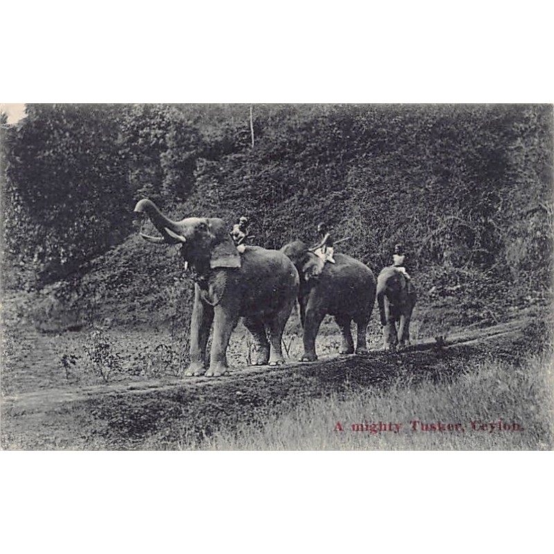 Rare collectable postcards of SRI LANKA. Vintage Postcards of SRI LANKA