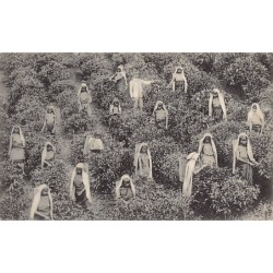 Rare collectable postcards of SRI LANKA. Vintage Postcards of SRI LANKA