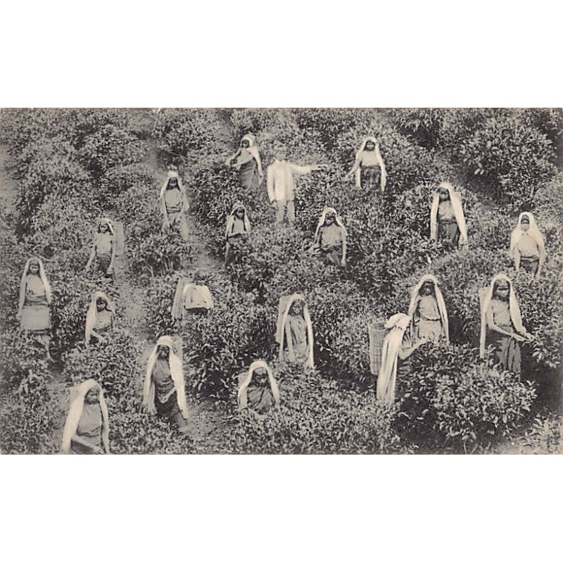 Rare collectable postcards of SRI LANKA. Vintage Postcards of SRI LANKA