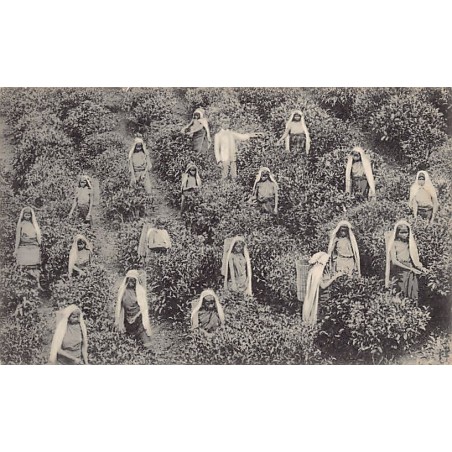 Rare collectable postcards of SRI LANKA. Vintage Postcards of SRI LANKA