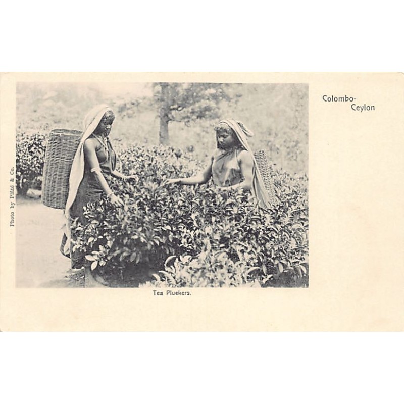 Rare collectable postcards of SRI LANKA. Vintage Postcards of SRI LANKA