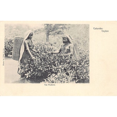 Rare collectable postcards of SRI LANKA. Vintage Postcards of SRI LANKA