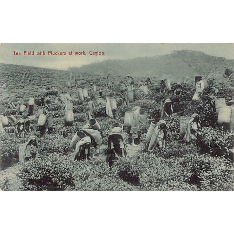 Rare collectable postcards of SRI LANKA. Vintage Postcards of SRI LANKA