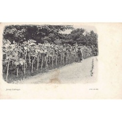 Rare collectable postcards of JERSEY. Vintage Postcards of JERSEY