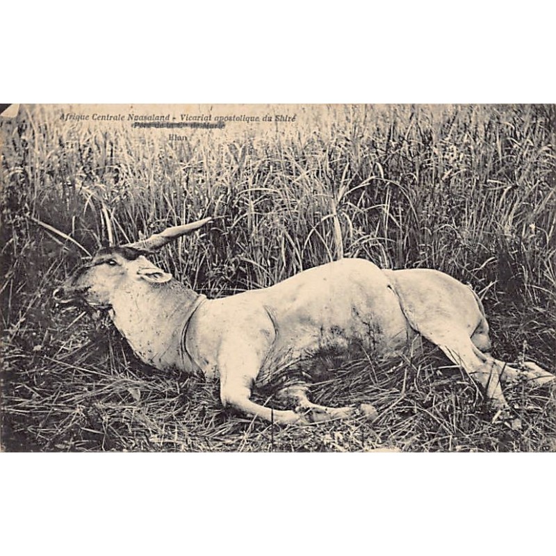 Rare collectable postcards of MALAWI. Vintage Postcards of MALAWI