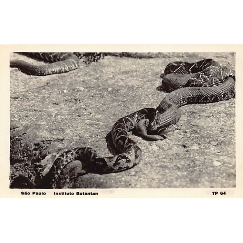 Rare collectable postcards of BRAZIL Brasil. Vintage Postcards of BRAZIL Brasil